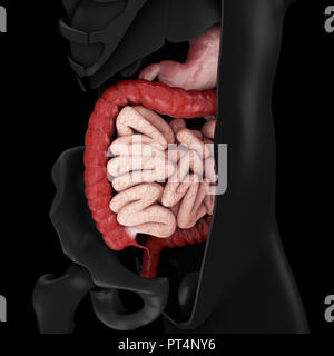3D-Darstellung der großen und kleinen Darm Stockfoto