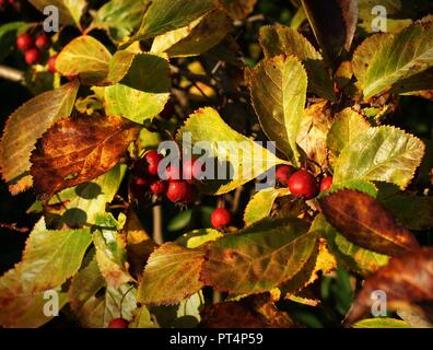 Red Berry im Park in der Nähe von Haus zu gehen mit Kindern keine Reisen für Business Stockfoto