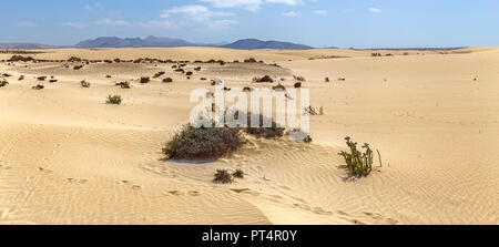 Dünen von Corralejo mit vulkanischen Berge in der Baclground in Fuerteventura, Kanarische Inseln Stockfoto