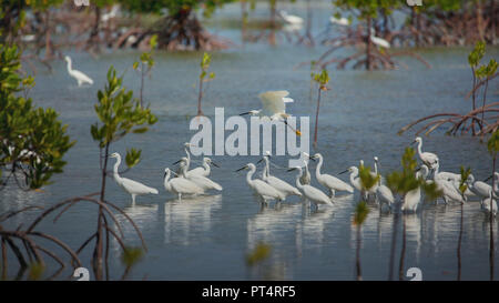 White Egret in die seichte See Wasser Nahrungssuche in einer schönen ruhigen Szene Stockfoto