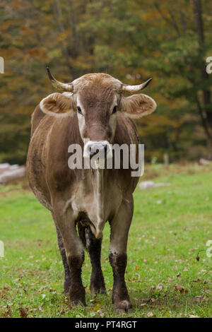 Shorthorn Kuh zu Fuß in Richtung Kamera im Feld Stockfoto