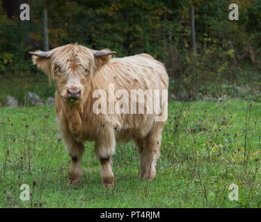 Highland Kuh Kuh stehend in Wiese auf feuchten Tag mit Gras in den Mund Stockfoto