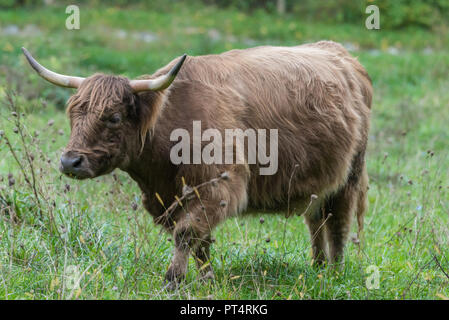 Highland Kuh gehen über schlammiges Feld auf einem nassen Tag mit nassen Mantel Stockfoto