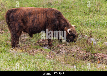 Dunkelbraun shorthorn Stier Beweidung in Stream an trüben Tag Stockfoto