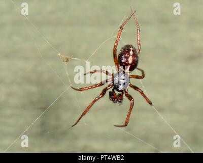 Gemeinsame falsche Witwe/Kaninchenstall Spinne (Steatoda bipunctata) männlich, auf einer Webseite auf einen Gartenzaun, Wiltshire, Großbritannien, Oktober. Stockfoto