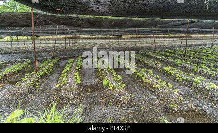 Azumino, Präfektur Nagano, Japan - 2. August 2017: Panoramablick auf Wasabi Plantage Feld an daio Wasabi Farm. Stockfoto