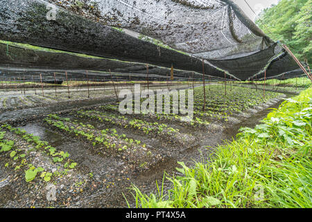 Azumino, Präfektur Nagano, Japan - 2. August 2017: Wasabi Plantage Feld an daio Wasabi Farm. Stockfoto