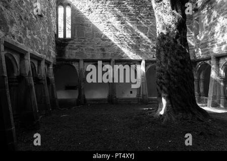 Muckross Abbey, die Ruinen einer alten irischen Kloster mit Kreuzgang und einem großen alten einsamen Baum Stockfoto