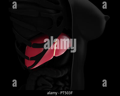Realistische menschliche Leber. 3D-Darstellung. Medizin Anatomie, Organ des Menschen. Stockfoto