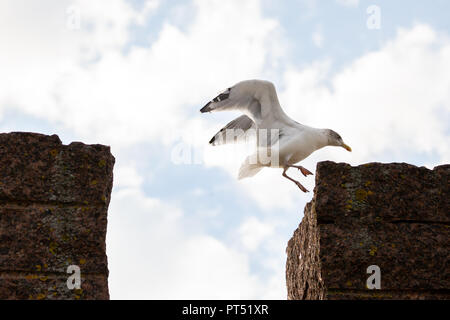 Dangast, Niedersachsen. 06 Okt, 2018. 06. Oktober 2018, Deutschland, Dangast: eine Möwe springt von einem Stein zum Anderen. Credit: mohssen Assanimoghaddam/dpa/Alamy leben Nachrichten Stockfoto