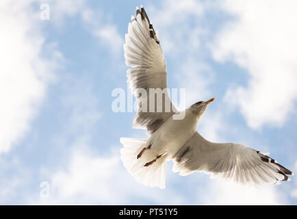 Dangast, Niedersachsen. 06 Okt, 2018. 06. Oktober 2018, Deutschland, Dangast: eine Möwe gleitet bei schönem Wetter über den Strand durch die Luft. Credit: mohssen Assanimoghaddam/dpa/Alamy leben Nachrichten Stockfoto