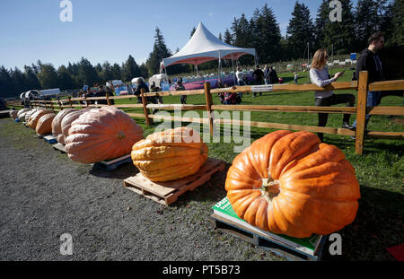 Langley, Kanada. 6. Okt, 2018. Leute schauen auf riesigen kürbisse während des Riesenkürbis Weigh-Off Ereignis in Langley, Kanada, Oktober 6, 2018. Credit: Liang Sen/Xinhua/Alamy leben Nachrichten Stockfoto