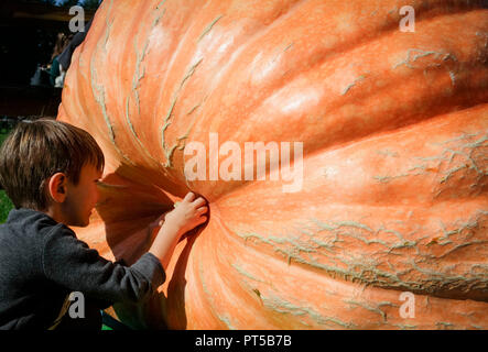 Langley, Kanada. 6. Okt, 2018. Ein Kind nimmt einen Blick auf einen riesigen Kürbis während des Riesenkürbis Weigh-Off Ereignis in Langley, Kanada, Oktober 6, 2018. Credit: Liang Sen/Xinhua/Alamy leben Nachrichten Stockfoto