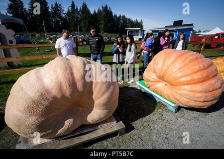 Langley, Kanada. 6. Okt, 2018. Leute schauen auf einen riesigen Kürbis während des Riesenkürbis Weigh-Off Ereignis in Langley, Kanada, Oktober 6, 2018. Credit: Liang Sen/Xinhua/Alamy leben Nachrichten Stockfoto