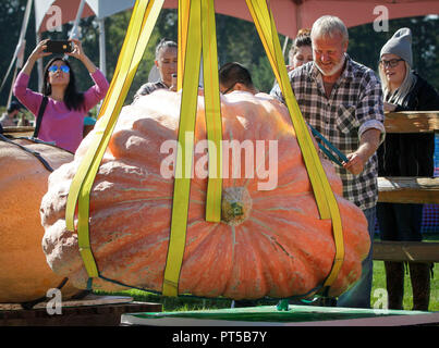 Langley, Kanada. 6. Okt, 2018. Ein Arbeiter bereitet einen Kürbis zum Wiegen während des Riesenkürbis Weigh-Off Ereignis in Langley, Kanada, Oktober 6, 2018. Credit: Liang Sen/Xinhua/Alamy leben Nachrichten Stockfoto