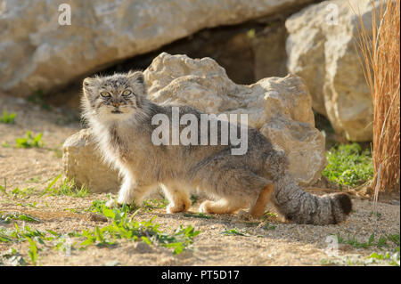 Pallas-Katze (Otocolobus manul) Zentralasien. Captive Port Lympne Wild Animal Park, Kent, Großbritannien Stockfoto