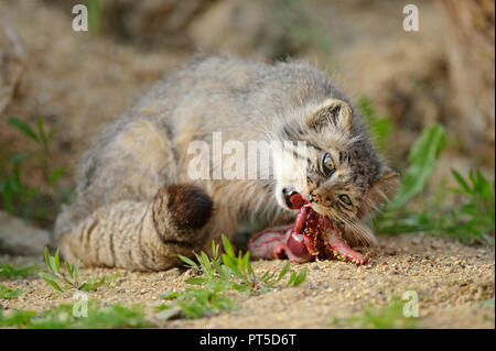 Pallas-Katze (Otocolobus manul) Zentralasien. Captive Port Lympne Wild Animal Park, Kent, Großbritannien Stockfoto