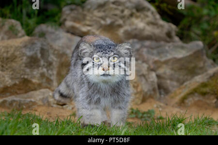 Pallas-Katze (Otocolobus manul) Zentralasien. Captive Port Lympne Wild Animal Park, Kent, Großbritannien Stockfoto