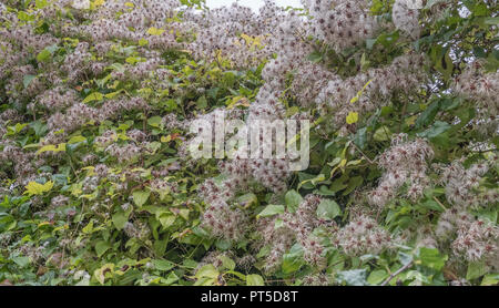 Herbstliche Reisenden Freude/Clematis vitalba - ausgedehnte über eine Hecke. Plumed Samen sichtbar. Teile sind als Heilpflanze in pflanzliche Heilmittel verwendet. Stockfoto