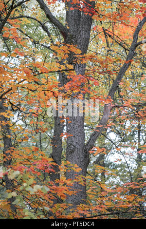 Details von bunten Herbstfarben Stockfoto