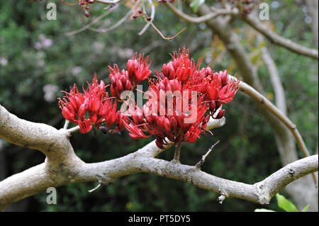 Tropische Pflanzen im Kirstenbosch National Botanical Gardens in Kapstadt, Südafrika Stockfoto