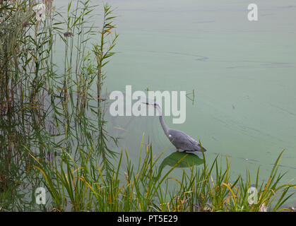 Alert Fischreiher auf Angeln im See, Schloss Frederiksborg Hillerød, Dänemark konzentriert, an einem nebligen Herbsttag. Ardea cinerea. Grüne Algen Stockfoto