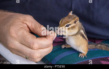 Essen Chipmunk, der menschlichen Finger mit einem Samen, Fütterung Wildtiere, Nahaufnahme Stockfoto