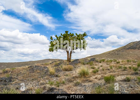 An einem Hang des Rock, sagebrush, und kurze Gräser in West Virginia, ein einsamer Wacholder steht gegen eine teilweise bewölktem Himmel. Die Juniper Stamm h Stockfoto