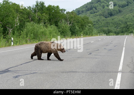 Kamtschatka Braunbär Wanderungen entlang der Autobahn. Eurasien, Russischen Fernen Osten, Halbinsel Kamtschatka. Stockfoto