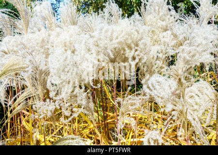 Miscanthus sinensis 'Malepartus', Chinesisch silber Gras, samenköpfe Stockfoto