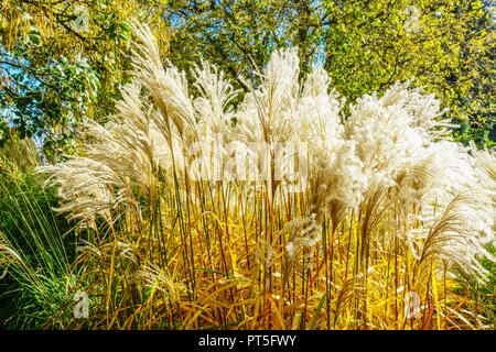 Miscanthus sinensis 'Malepartus', Chinesisch silber Gras, samenköpfe Stockfoto