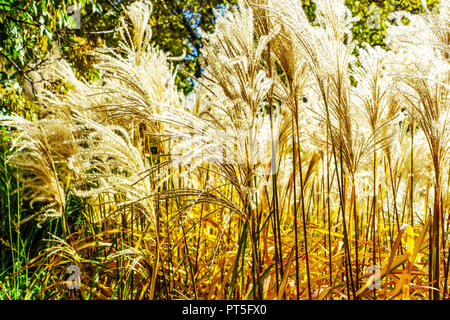 Ziergräser, Miscanthus sinensis „Malepartus“, chinesisches Silbergras, Samenköpfe Herbst Miscanthus Herbst Stockfoto