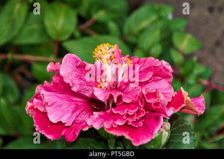Hibiscus rosa-sinensis, China Rose Stockfoto
