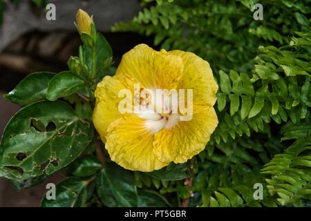 Hibiscus, gelbe Blüte Stockfoto