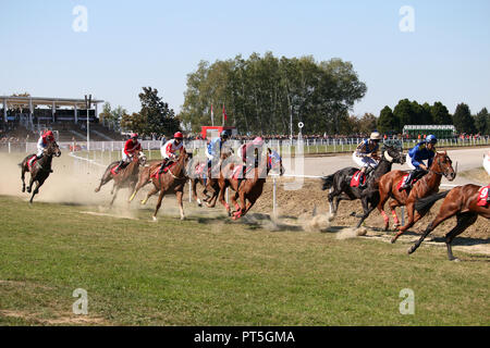 Rennpferde mit Jockeys galoppieren. Stockfoto