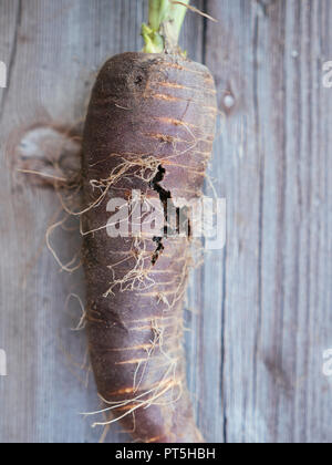 Heirloom violetten Karotte mit WORM-Schäden, die durch die Karotte rost Fliegen verursacht. Stockfoto