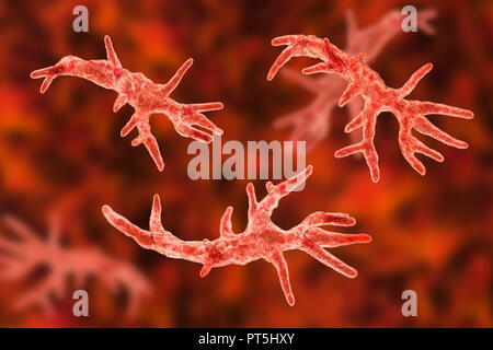 Balamuthia mandrillaris Amöben, computer Abbildung. Dies ist der reproduktiven Phase des Organismus, trophozoite bilden. B. mandrillaris, einer frei lebenden einzelliger Organismus, ist in Wasser und Boden in gemäßigten Regionen gefunden. Infektionen sind selten, aber es kann die Krankheit granulomatöse amöbische Enzephalitis (GAE) des Gehirns verursachen, ist fast immer tödlich. Stockfoto
