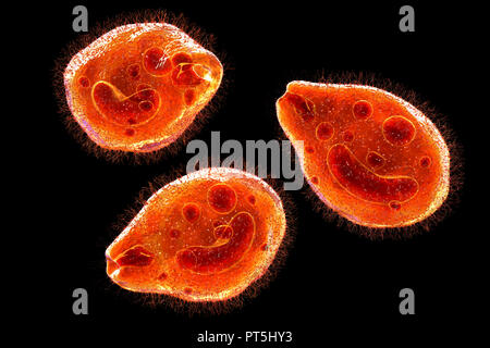 Computer Abbildung des Ciliate Protozoen Balantidium coli, eine intestinale Parasiten, kann Geschwüre (Balantidiasis) im Verdauungstrakt von Menschen verursachen. Es ist eine seltene Form der Ruhr, die hauptsächlich begrenzt ist Arbeitnehmer und die in enger Verbindung mit Schweinen zu bewirtschaften. Die Parasiten sind häufig und harmlos unter Schweinen. Sie bilden Zysten, aus dem die Schweine in ihrem Kot weitergeben. Menschen die Krankheit durch Nahrungsmittel oder Getränke durch solche Zysten verunreinigt. Stockfoto