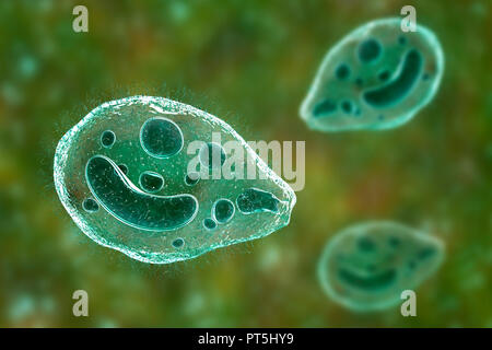 Computer Abbildung des Ciliate Protozoen Balantidium coli, eine intestinale Parasiten, kann Geschwüre (Balantidiasis) im Verdauungstrakt von Menschen verursachen. Es ist eine seltene Form der Ruhr, die hauptsächlich begrenzt ist Arbeitnehmer und die in enger Verbindung mit Schweinen zu bewirtschaften. Die Parasiten sind häufig und harmlos unter Schweinen. Sie bilden Zysten, aus dem die Schweine in ihrem Kot weitergeben. Menschen die Krankheit durch Nahrungsmittel oder Getränke durch solche Zysten verunreinigt. Stockfoto