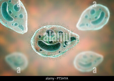 Computer Abbildung des Ciliate Protozoen Balantidium coli, eine intestinale Parasiten, kann Geschwüre (Balantidiasis) im Verdauungstrakt von Menschen verursachen. Es ist eine seltene Form der Ruhr, die hauptsächlich begrenzt ist Arbeitnehmer und die in enger Verbindung mit Schweinen zu bewirtschaften. Die Parasiten sind häufig und harmlos unter Schweinen. Sie bilden Zysten, aus dem die Schweine in ihrem Kot weitergeben. Menschen die Krankheit durch Nahrungsmittel oder Getränke durch solche Zysten verunreinigt. Stockfoto