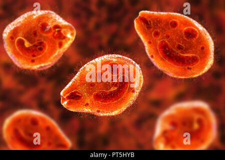 Computer Abbildung des Ciliate Protozoen Balantidium coli, eine intestinale Parasiten, kann Geschwüre (Balantidiasis) im Verdauungstrakt von Menschen verursachen. Es ist eine seltene Form der Ruhr, die hauptsächlich begrenzt ist Arbeitnehmer und die in enger Verbindung mit Schweinen zu bewirtschaften. Die Parasiten sind häufig und harmlos unter Schweinen. Sie bilden Zysten, aus dem die Schweine in ihrem Kot weitergeben. Menschen die Krankheit durch Nahrungsmittel oder Getränke durch solche Zysten verunreinigt. Stockfoto