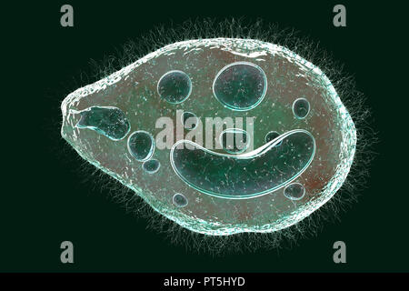 Computer Abbildung des Ciliate Protozoen Balantidium coli, eine intestinale Parasiten, kann Geschwüre (Balantidiasis) im Verdauungstrakt von Menschen verursachen. Es ist eine seltene Form der Ruhr, die hauptsächlich begrenzt ist Arbeitnehmer und die in enger Verbindung mit Schweinen zu bewirtschaften. Die Parasiten sind häufig und harmlos unter Schweinen. Sie bilden Zysten, aus dem die Schweine in ihrem Kot weitergeben. Menschen die Krankheit durch Nahrungsmittel oder Getränke durch solche Zysten verunreinigt. Stockfoto