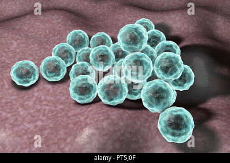 Chlamydia trachomatis Bakterien, computer Abbildung. Chlamydia trachomatis verursacht eine sexuell übertragbare Infektion, die unentdeckt verursachen Unfruchtbarkeit gehen können. Es verursacht auch die Augenkrankheit Trachom, die zu Blindheit führen kann. Stockfoto