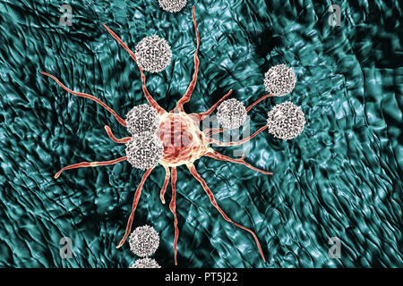 T-Lymphozyten Zellen angreifen einer Krebszelle, computer Abbildung. T-Lymphozyten sind eine Art von weißen Blutkörperchen, die einem bestimmten Standort (Antigen) auf der Oberfläche der Krebszellen oder Krankheitserreger und Binden an das erkennen. Einige T-Lymphozyten dann Signal für andere Zellen des Immunsystems die Zelle zu beseitigen. Die genetischen Veränderungen, die eine Zelle verursachen cancerous führen zu der Präsentation der Tumor Antigene auf der Oberfläche der Zelle zu werden. Stockfoto