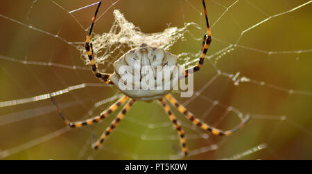 Argiope lobata im Vordergrund, große Spinne mit Spinnennetz Stockfoto