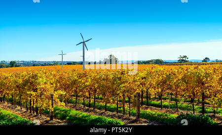 Riverland Weinberg im Herbst mit windmils auf Hintergrund in ländlichen Südaustralien Stockfoto