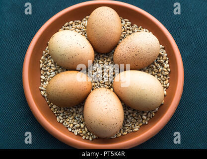 Gesprenkelte Huhn Eier in einem Terrakotta Teller und auf einem Bett von Mais. Malvern Herbst zeigen, September 2018. Stockfoto