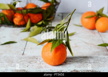 Tangerinen (Orangen, Mandarinen, Clementinen, Zitrusfrüchte) mit Blättern im Warenkorb auf grauem Hintergrund. Mandarinen mit Blättern in weiß Warenkorb Auf Stockfoto