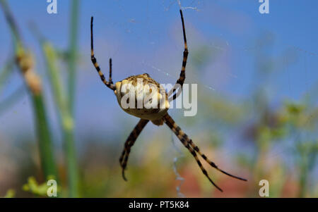 Große Spinne vorne, mit blauem Hintergrund, Argiope lobata Stockfoto