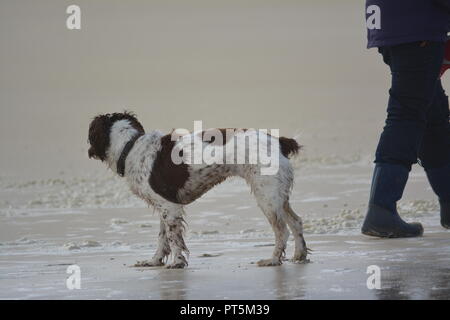 Nasse Leber und weißen English Springer Spaniel nahe dem Meer am Strand nach einem erfrischenden Bad im Wasser mit Nahaufnahme des Besitzer Unterkörper und Beine Stockfoto